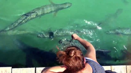 Giant Fish Leaps Out at Tourist for Dinner