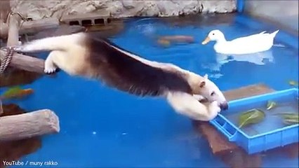 Un fourmilier a une drôle de technique pour voler de la nourriture