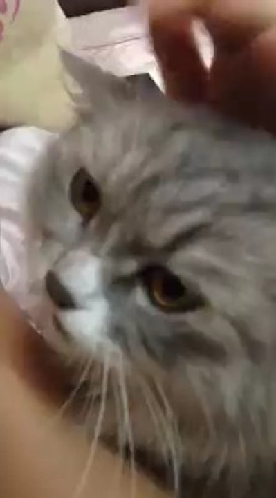 Worry Cat
