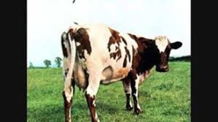 Fat old sun Pink Floyd cover