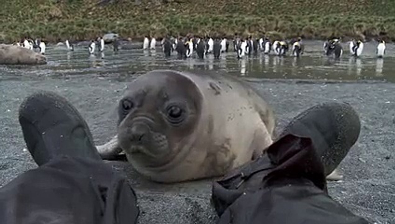 Un bébé phoque veut jouer avec la chaussure de cet homme