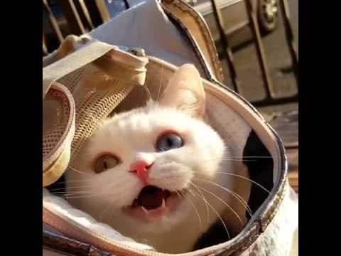 Cat Talks to the Seagulls