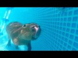 Cute Capybara Takes a Swim in the Pool