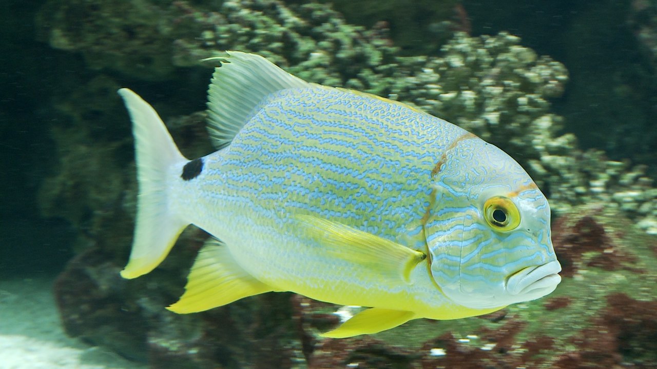 Soirée inopinée au Museum-Aquarium