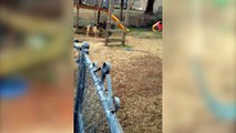 Playul Dog Gets Stuck on Swing - Funny Animals Channel
