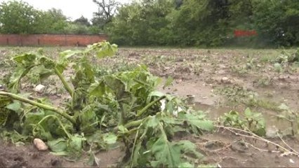 Tarım Arazileri Sular Altında Kaldı