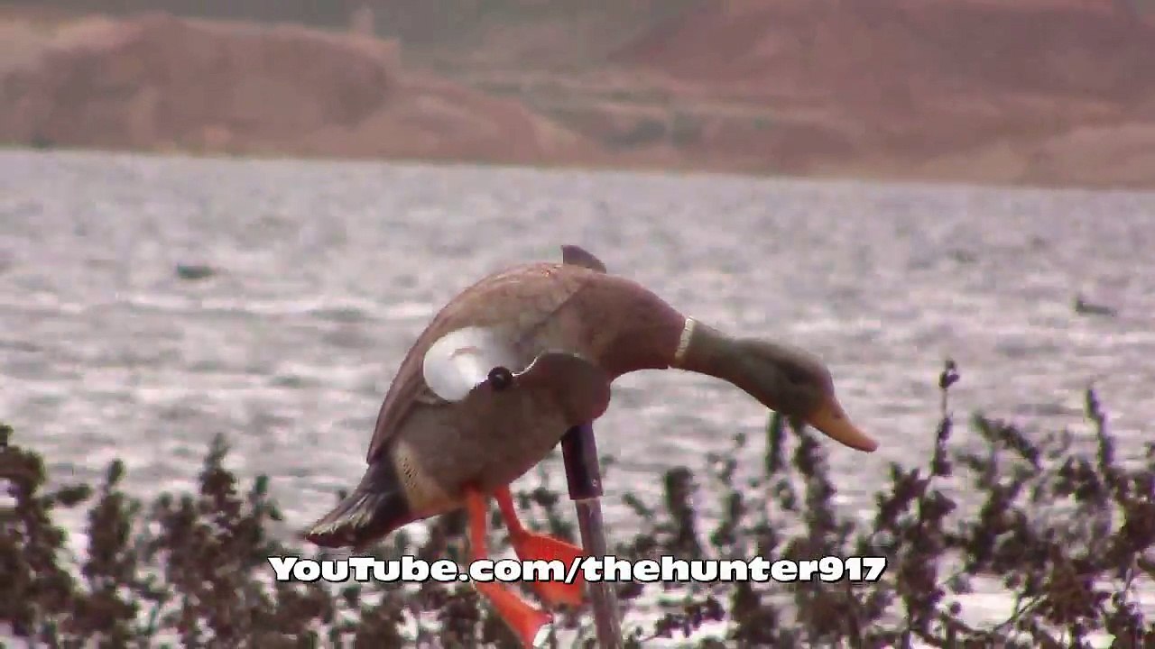 Yeşilbaş ve Kirik Ördek Avı