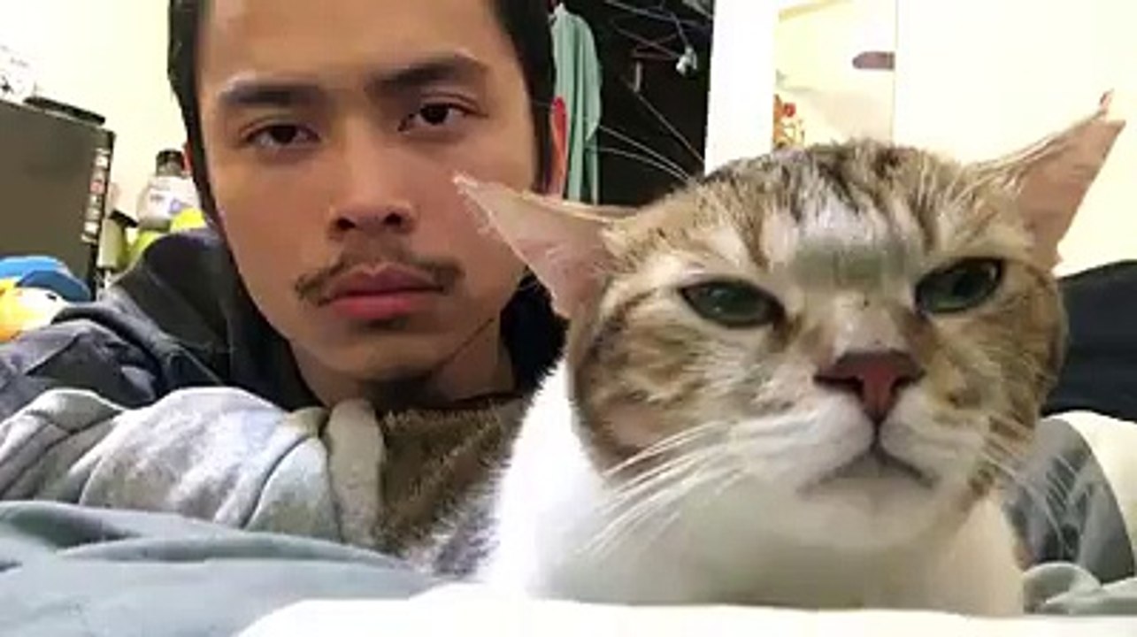 cat love music