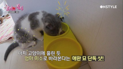 AOA의 나의 사랑, 나의 운명