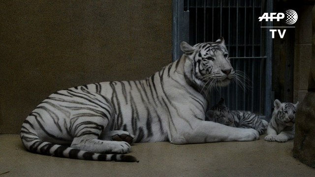 Naissance de bébés tigres blancs indiens au zoo de Liberec