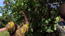 Réussite : du carburant bio au Mali, c’est possible grâce au jatropha