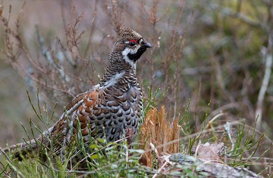 Охота на боровую дичь в Якутии