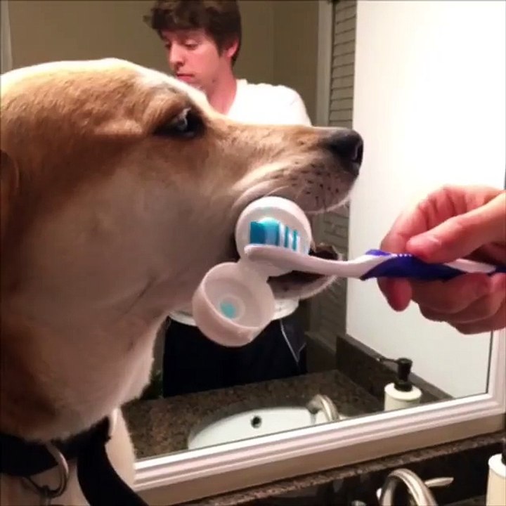 Un chien très serviable