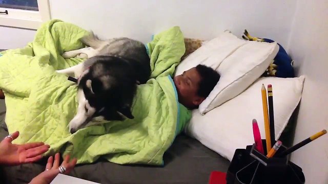 Пес заботится о сне хозяина