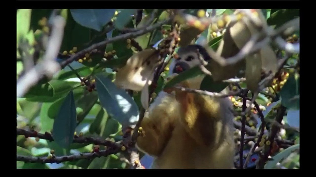 Planeta Terra - As Florestas (Legendado)