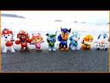 The Paw Patrol are enjoying being outside at the beach!