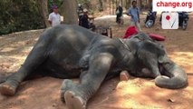 Elephant Dies After Carrying Tourists in Cambodia