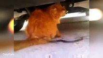 Epic and Cute Cats 2015 - Funny Cat Compilation