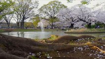مراسلو الجزيرة- أزهار الساكورا في اليابان والربيع بحدائق لندن