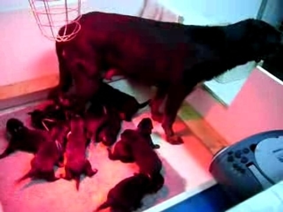 Chiots beauceron 18 jnrs