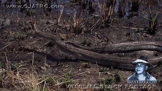 When Pythons Attack 0101 Stock Footage
