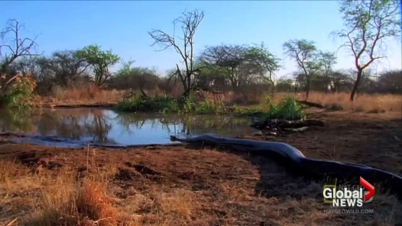 Python attacks are rare