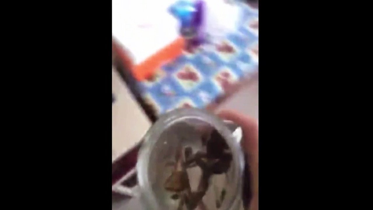 Man gulps down a jarful of live fish, frogs and tadpoles in sick stunt