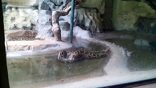 Snake Python attack on zoo caught on camera HD