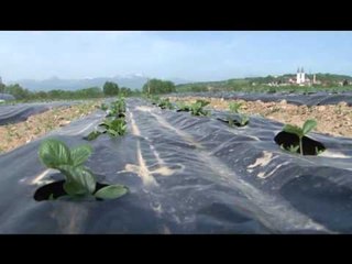 Lajme - Ulja e temperaturave dëmton të mbjellurat