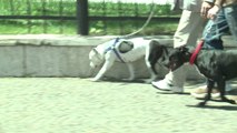Qentë e rrezikshëm, jashtë kontrollit edhe “pit bull” - Top Channel Albania - News - Lajme