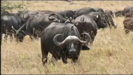 Rhino vs. all Buffalos !!! Unbelievable Win