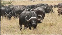 Rhino vs. all Buffalos !!! Unbelievable Win