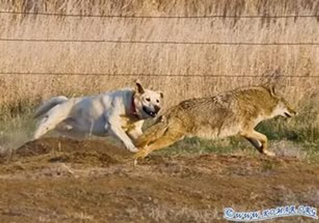 Dog vs Coyote