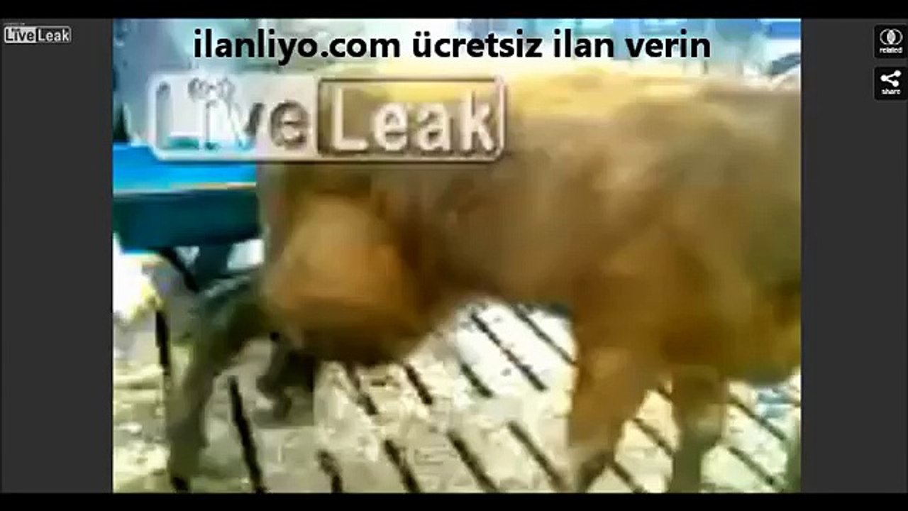 İnekte Çıkan Çıban Nasıl Patlatılır