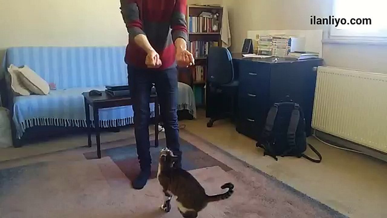 Kedinin Sahibini Karşılaması