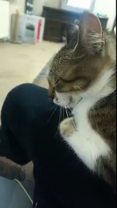 Kedinin Hapşırığa Tepkisi