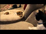 Cat Meets the New Puppies for the First Time