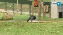 Bear Overjoyed After Rescue From Bile Farm in China