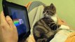 Kitten watching Nyan Cat (Котенок смотрит Ня кота)