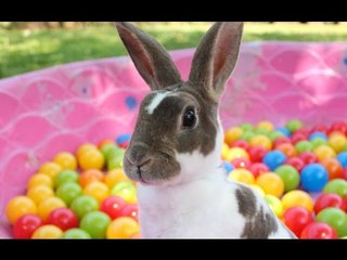Lottie Belle the Rabbit Delights in a Ball Pond