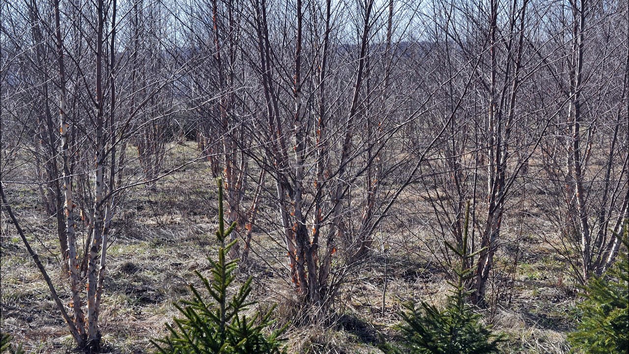 Large Tree Sale   River Birches
