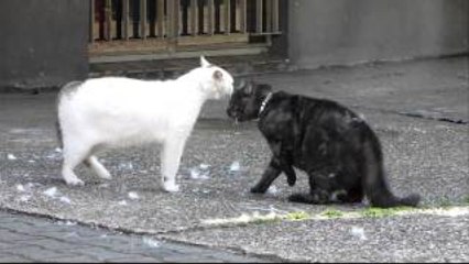 Black Cat vs Cat