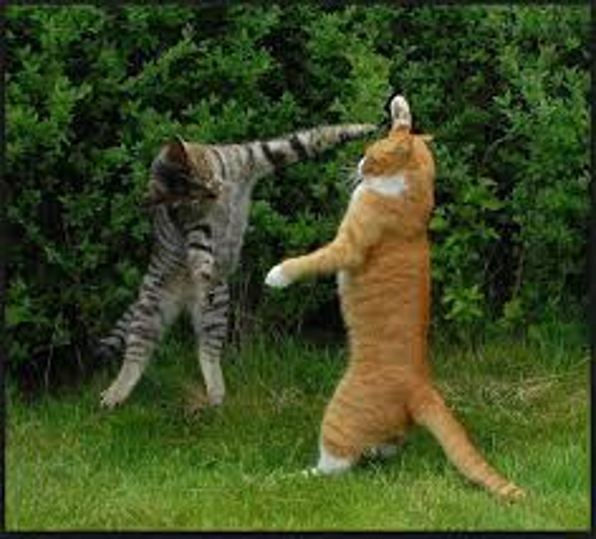 Cat vs Cat