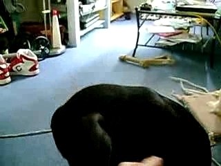 Cane corso chiot