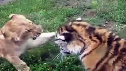 two lions fight,and one will die