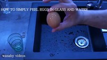 Amazing Science Experiments You Can Do With Eggs