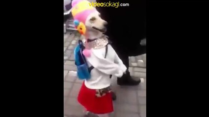 Yürüyüşüyle mankenlere taş çıkartan köpek