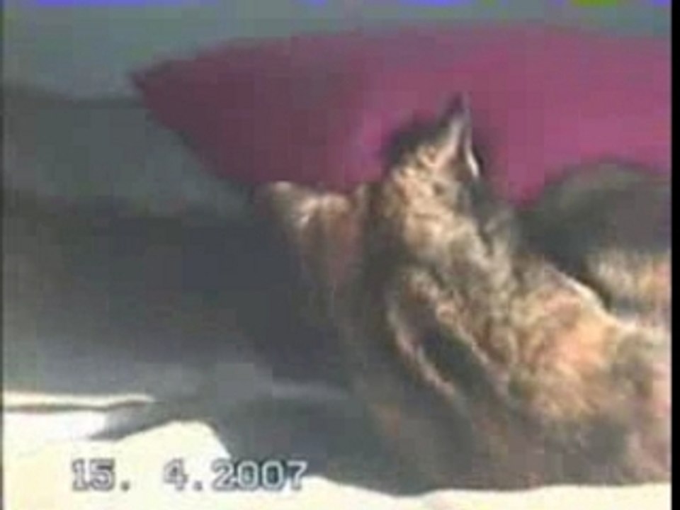 Chiffon joue à la ficelle