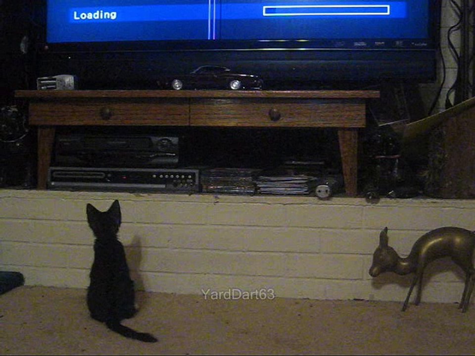 Cat VS DVD Player