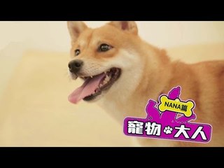 【寵物大人】NANA篇｜神犬NANA大秀絕技！